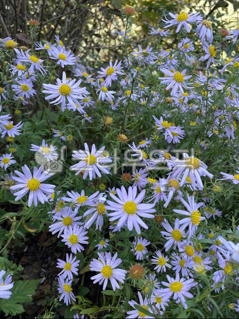 꽃,연보라,플라워,식물,가을