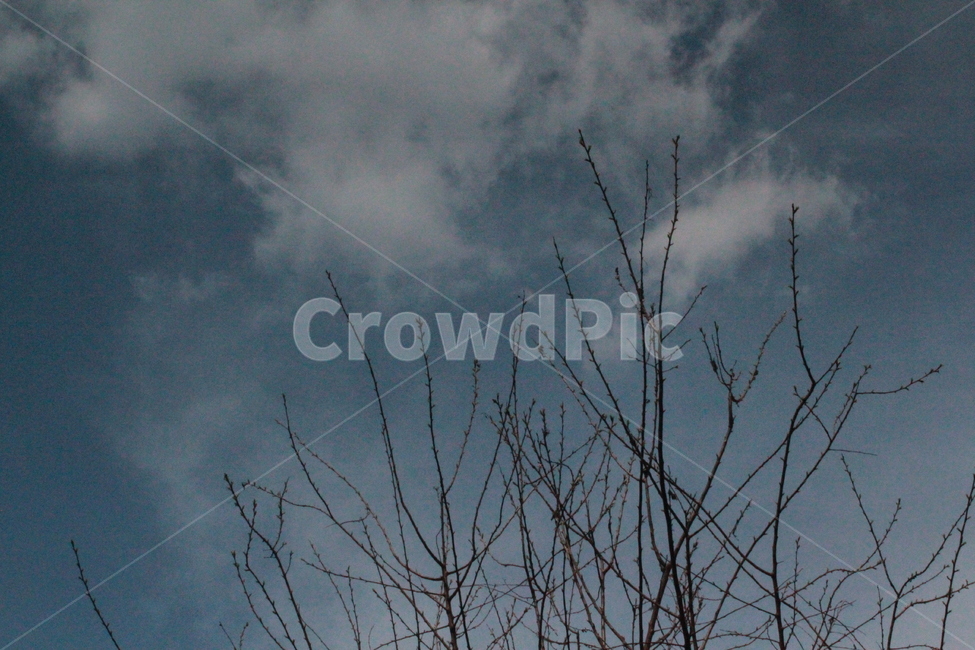 하늘,구름,나뭇가지,파랑,선형,sky,branch,식물,자연,plants,nature