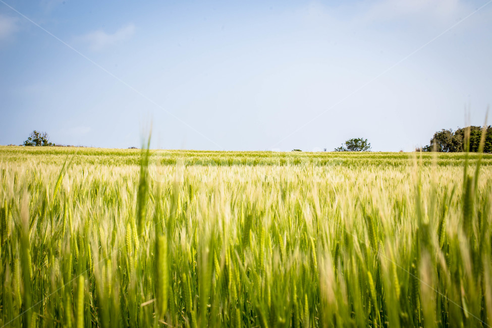 가파도,청보리,청보리밭,제주도,제주,자연,풍경,nature,landscape,field,들,outdoors,옥외,grassland,목초지