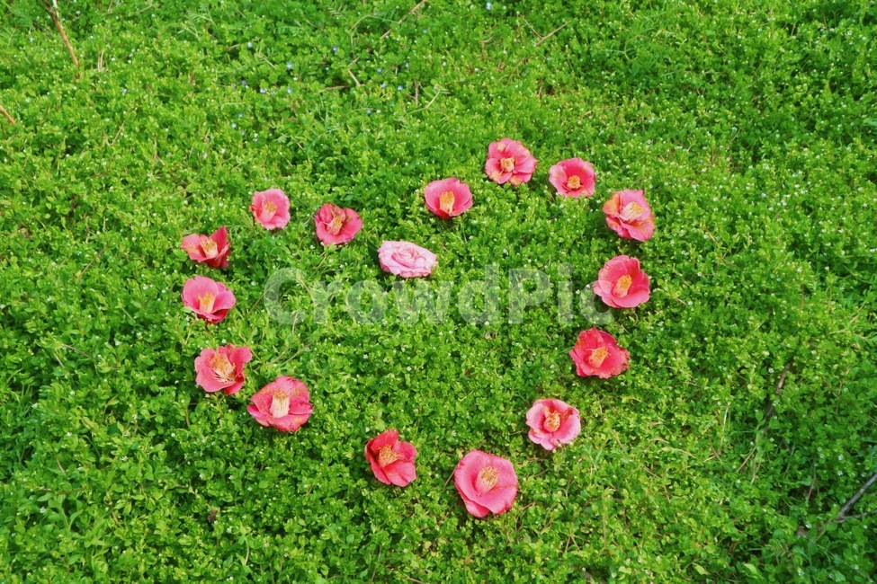 동백꽃,풀,사랑,하트,love,꽃,flower,감정표현,기분,feeling,emotion