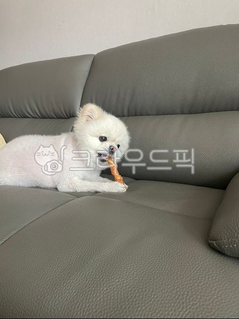 간식,포메라니안,포메라니언,포메,뽀메,반려견,곰돌이컷,couch,침상,furniture,가구,animal,포유류,mammal,개,dog,동물,pet,애완동물,puppy,강아지