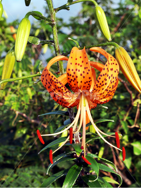참나리,백합과,식물,꽃,여름,계절,나리꽃,알나리,식물,자연,plants,nature,꽃,flower