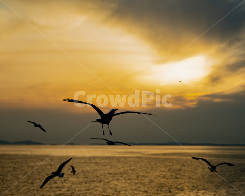 인천,바다,새,월미도,조류,animal,bird,동물,animal,조류,새,birds