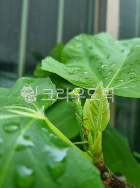 leaf of grass,green,Grasshopper,tree,leaf,mantis,Almost