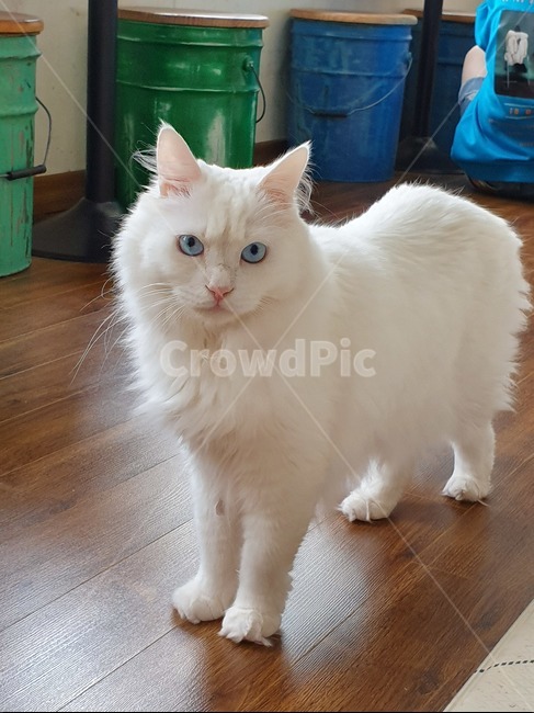 고양이,페르시안,동물,애완동물,귀여움