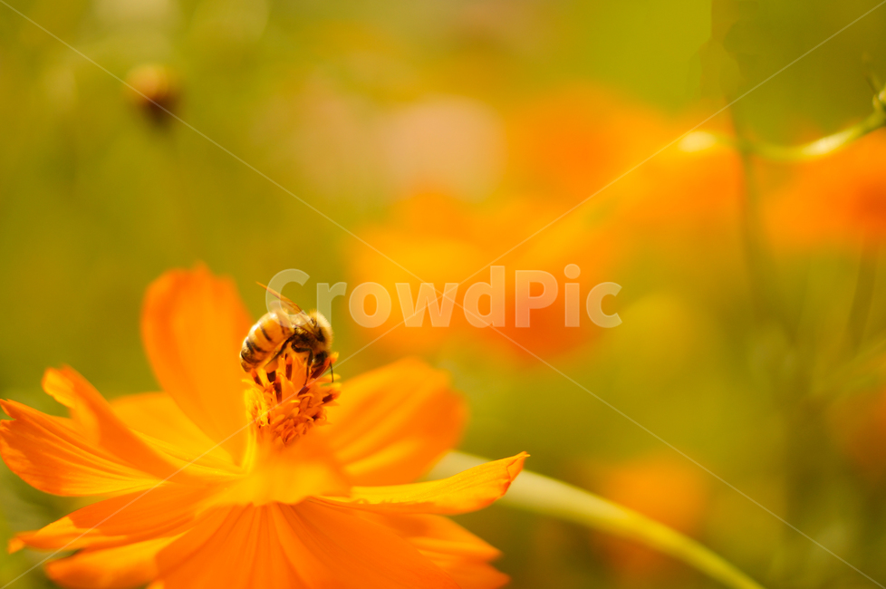 apidae,양서류,bee,벌,insect,곤충,노랑코스모스,동물,animal,곤충,벌레,insect,bug