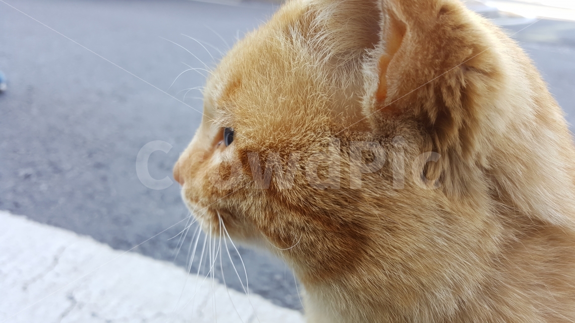 고양이,길고양이,동물,cat,animal,동물,animal,포유류,mammal,고양이,cat,kitten,kitty