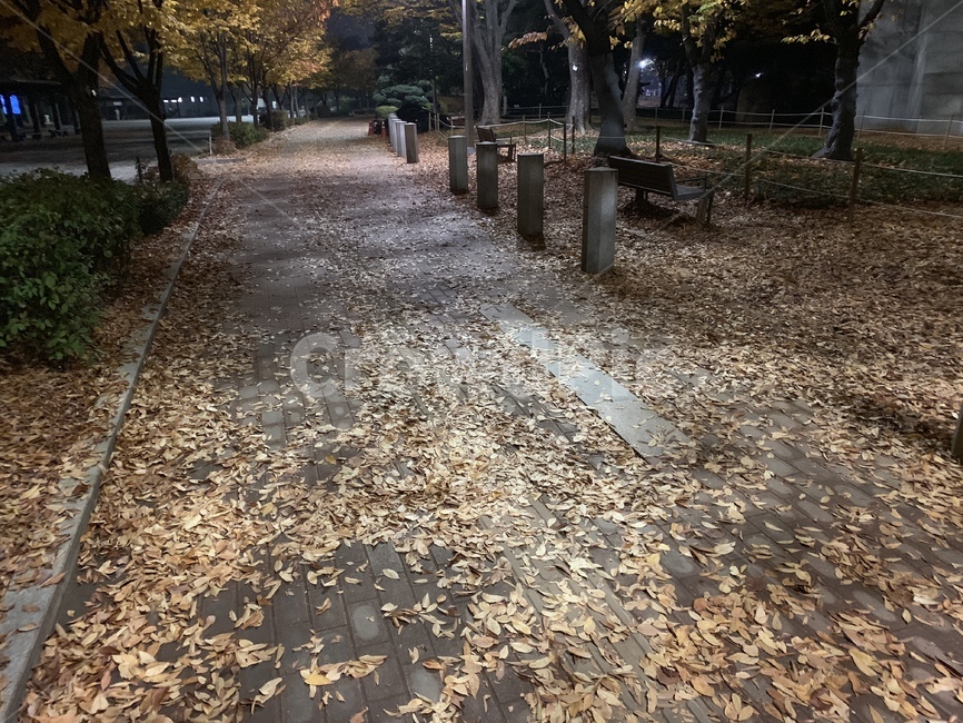 낙엽,은행잎,거리,가을,낙엽거리