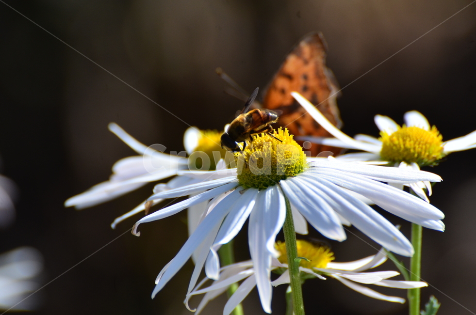 호랑나비,꿀벌,구절초,꽃,벌,식물,자연,plants,nature,꽃,flower