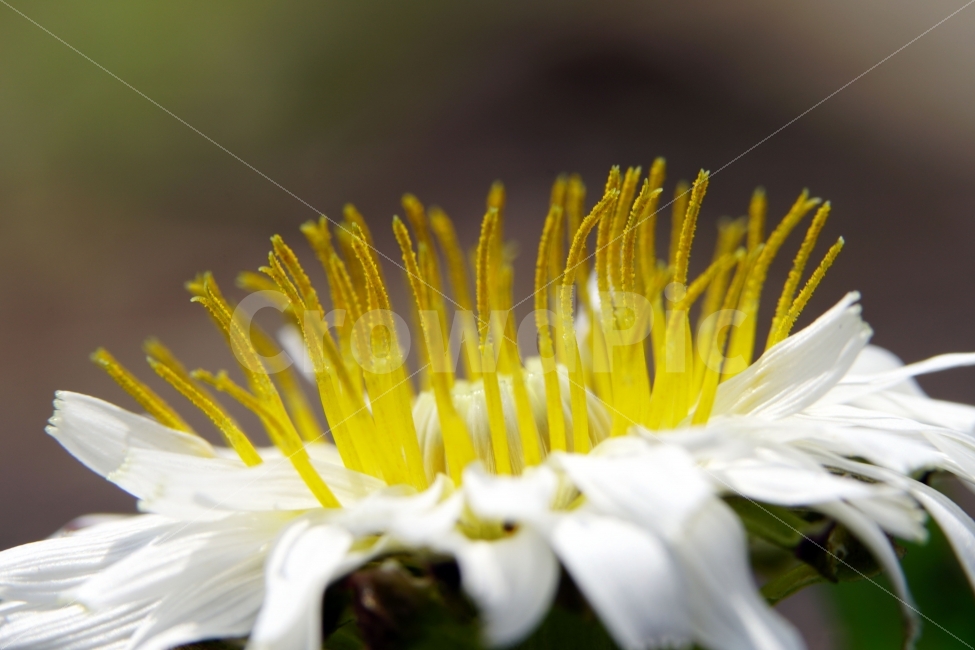 봄,꽃,자연,식물,플라워,spring,flower,nature,plants,민들레,이파리,꽃봉오리,접사,macro,클로즈업,closeup,tree,숲,숲속,산림,삼림,조경,봄꽃,감성,힐링,풍경,landscape,식물,자연,plants,nature,꽃,flower