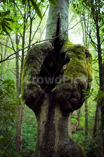 자연,초록,그린,나뭇잎,잎파리,산,잎,친환경,환경,나무,둥지,식물,자연,plants,nature