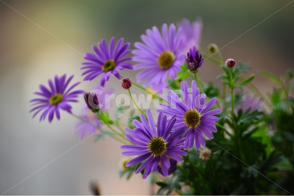 국화,보라국화,사계국화,가을,야생화,식물,자연,plants,nature,꽃,flower