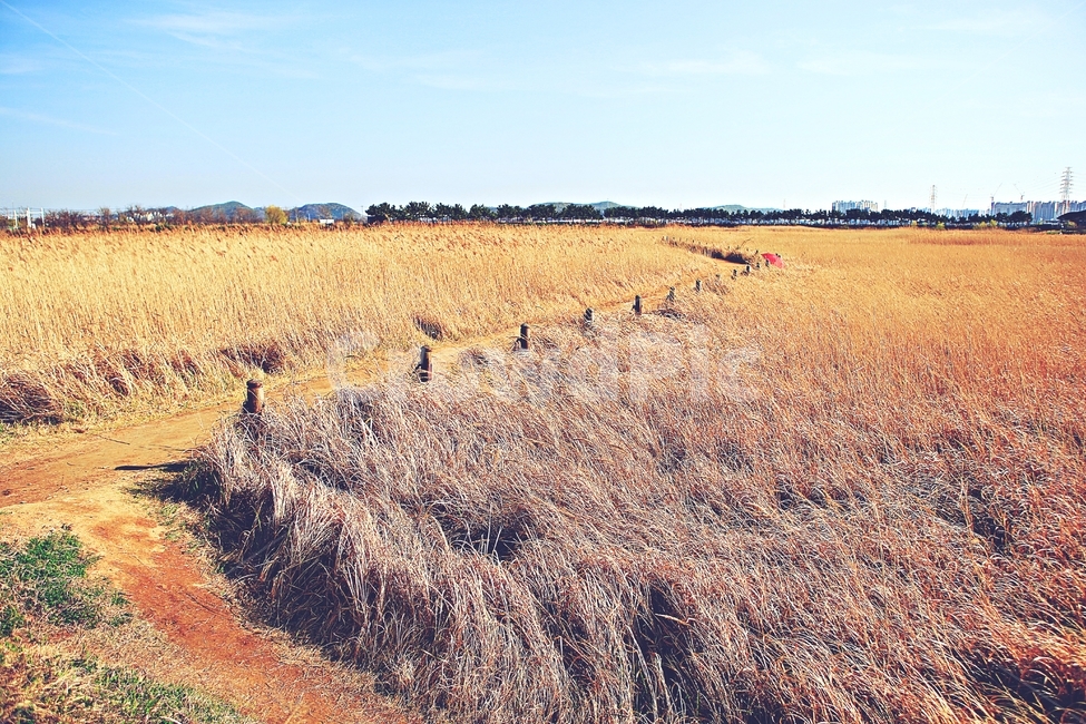 갈대,생태공원,빨강우산,갈대숲길,풍경,자연,배경,가을,계절,fall,autumn,season,ground,바닥