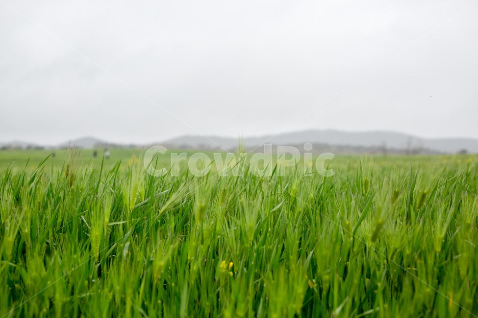 청보리,청보리밭,보리,고창,학원농장,자연,풍경,nature,landscape,field,들,grassland,목초지,outdoors,옥외,grass,잔디,plant,식물