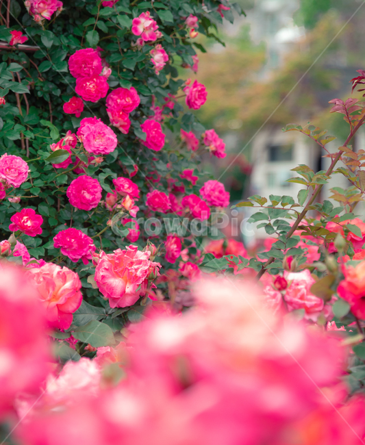 장미,장미꽃,꽃,rose,flower,pink,분홍색장미,핑크색장미,핑크색장미꽃,분홍색장미꽃,핫핑크,hotpink,식물,자연,plants,nature,꽃,flower,감성,sensible,feeling