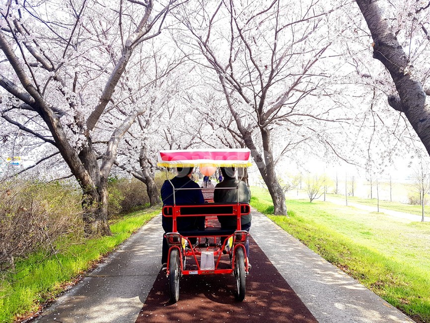 벚꽃,자전거,벚꽃길,부부,가족,cherryblossoms,couple,family,봄,계절,spring,season