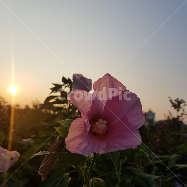 무궁화,노을,선셋,하늘,꽃