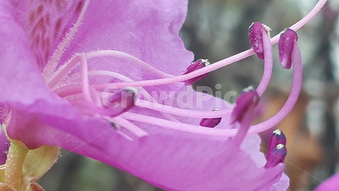 plant,식물,blossom,꽃,flower,진달래,azalea,두견화,식물,자연,plants,nature,꽃,flower