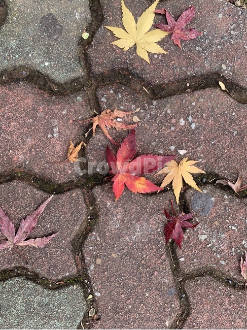 낙엽,가을,빨강,단풍잎,입동,가을,계절,fall,autumn,season,plant,식물,leaf,잎,tree,나무