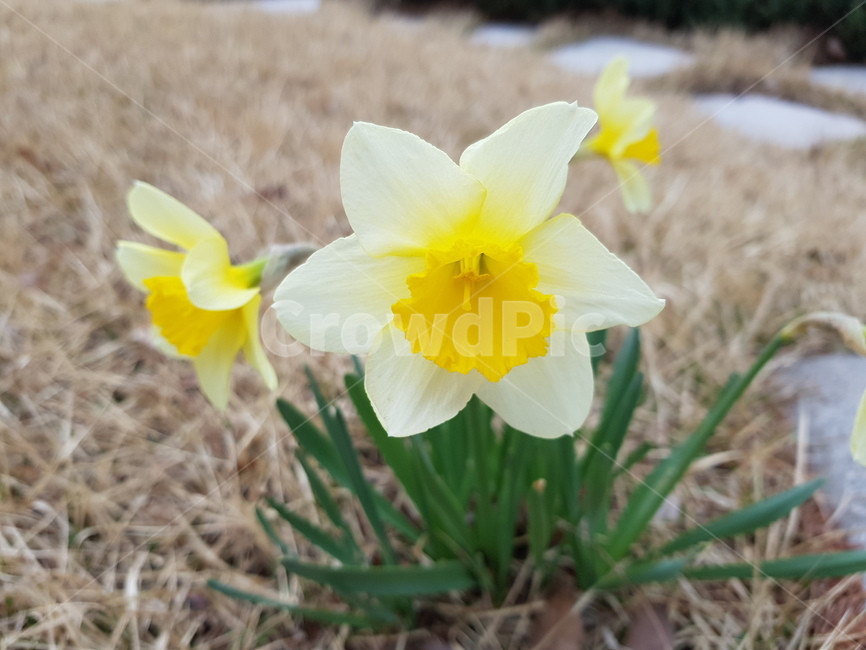 식물,plant,blossom,flower,꽃