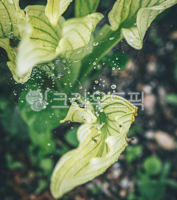 꽃,꽃물방울,잎물방울,물방울,잎,식물,작은물방울,식물,자연,plants,nature