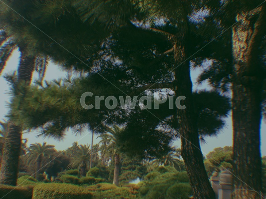 제주도,나무,파랑색,초록색,하늘,산