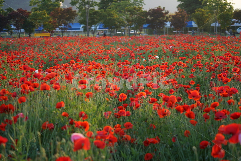 울산,태화강,봄꽃,양귀비,봄꽃향기
