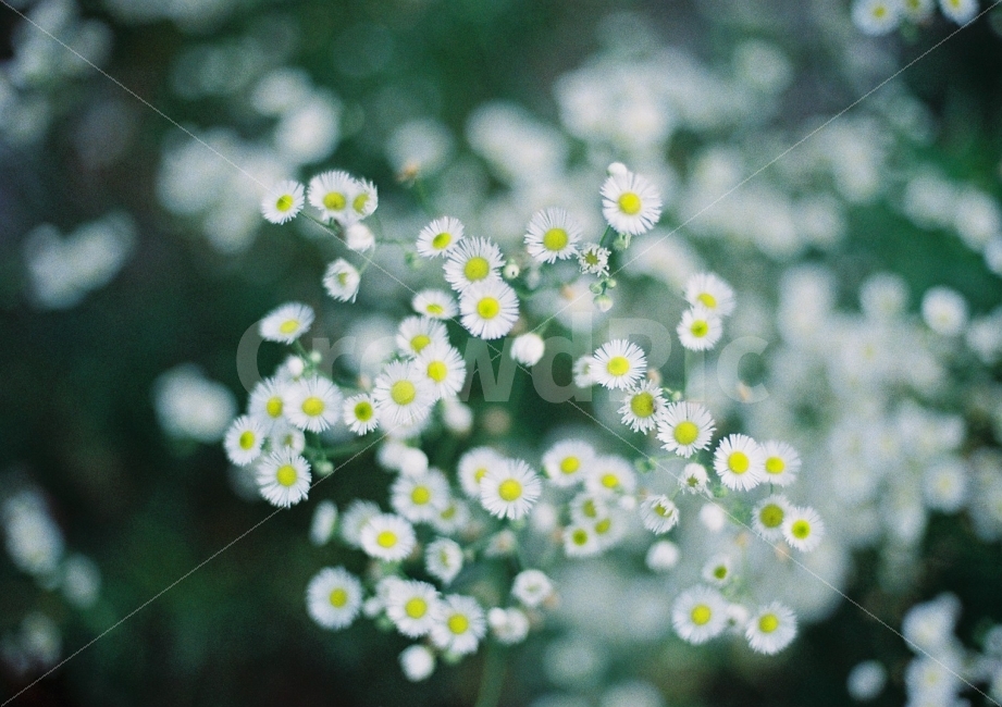 꽃,계란꽃,감성사진,필름사진,일상사진,자연,식물,식물,자연,plants,nature,꽃,flower,감성,sensible,feeling
