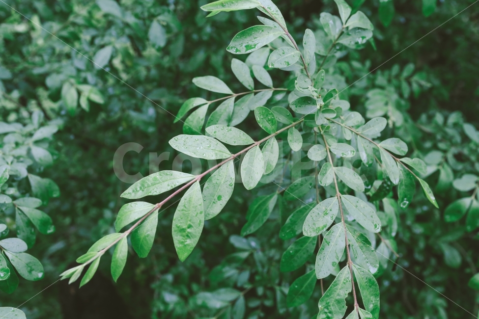 자연,식물,녹색,일상,감성,nature,plant,green,color,식물,자연,plants,nature,비,비오는날,rain,rainy