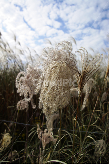 가을,억새,자연,nature,plant,식물,하늘,구름,식물,자연,plants,nature