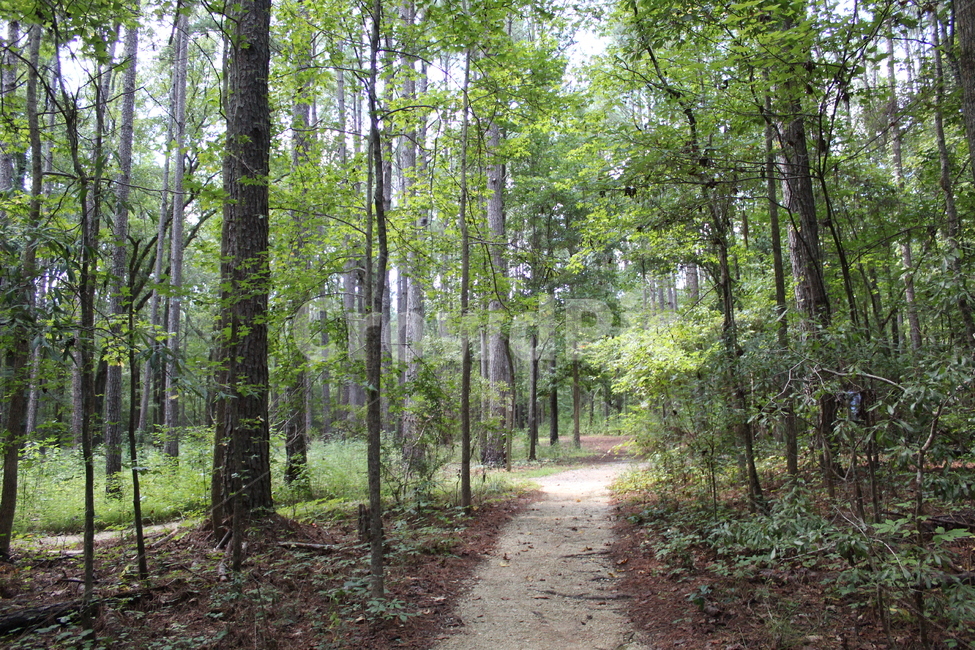 자연,풀,초록색,잎,나뭇잎,path,통로,trail,꼬리