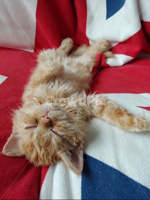 고양이,아기고양이,cat,kitten,셀커크렉스,잠자는고양이,잠든고양이,치즈태비,귀여움,동물,animal,포유류,mammal,고양이,cat,kitten,kitty