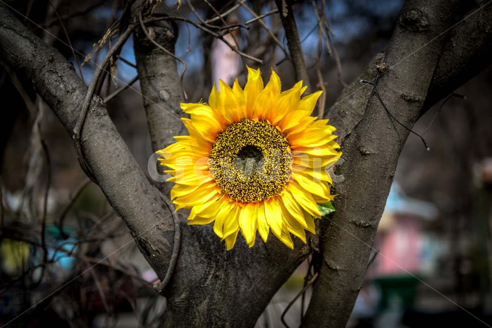 해바라기,봄꽃,flower,blossom,sunflower,식물,plant