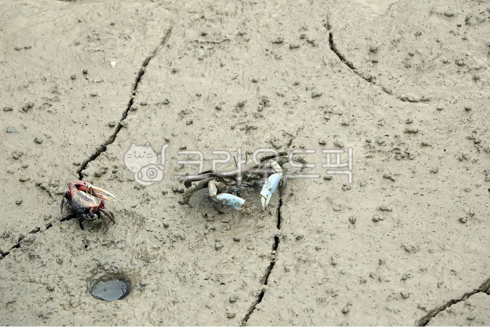 habitat,ecosystem,sandbank,living thing,sea,life,leg,Crab,ecology,arthropod,marine life,pearl,marine ecosystem,mudflat creature,sandbar,chili crab,crustacean,nature,mudflat,west sea,hole,claw,environment,Jeungdo tidal flat,ocean,Jeungdo,sea crab,beach,ani