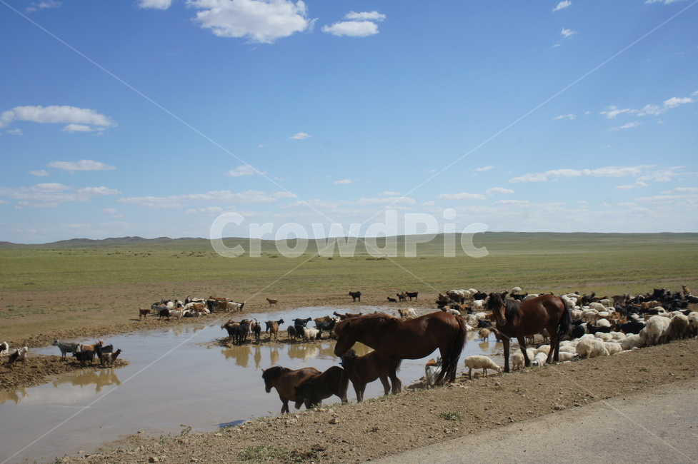 mongolia,horse,sky,말,grassland,몽골,하늘,양,물,초원,풍경