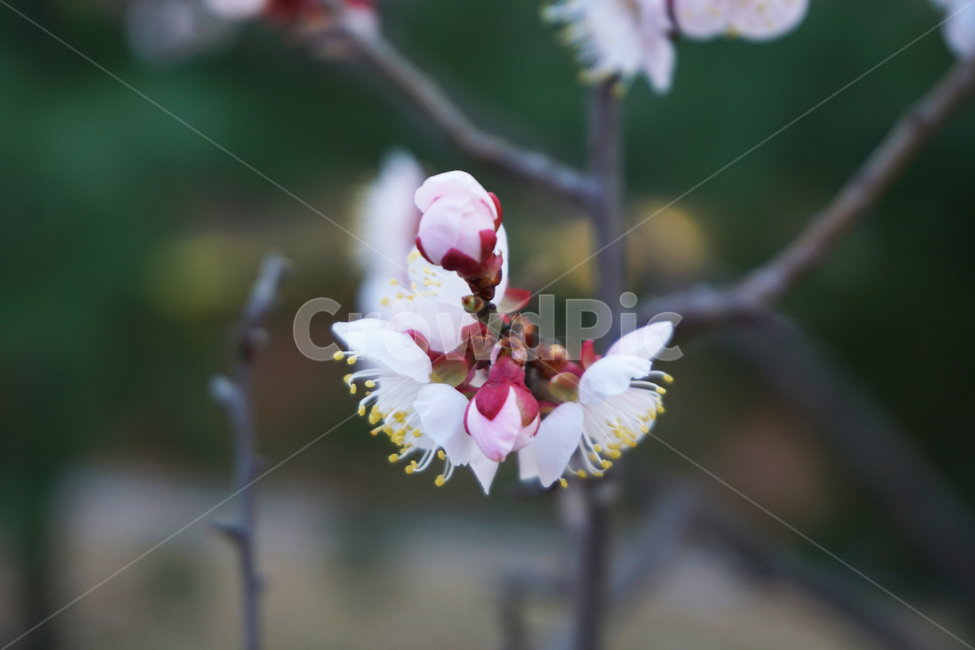 매화,꽃,봉우리,꽃봉우리,봄,분홍색,pink,flower,봄,계절,spring,season,plant,식물