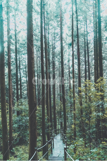 나무,안개,감성,길,외로움,자연,풍경,nature,landscape,제주도,jeju,jeju island,식물,plants,나무,trees,wood,감성,sensible,feeling,휴식,힐링,rest,relaxation,healing,vegetation,초목,plant,tree,woodland,삼림지,forest,숲,outdoors,옥외,land,땅,grove,작은 숲