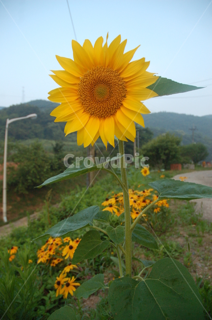 꽃,여름,해바라기,sunflower,자연,식물,자연,plants,nature,꽃,flower