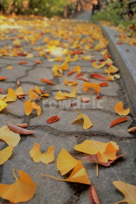 은행잎,단풍,낙엽,노란색,감성,식물,잎사귀,가을,가을,계절,fall,autumn,season,식물,자연,plants,nature,plant,leaf,잎,ground,바닥