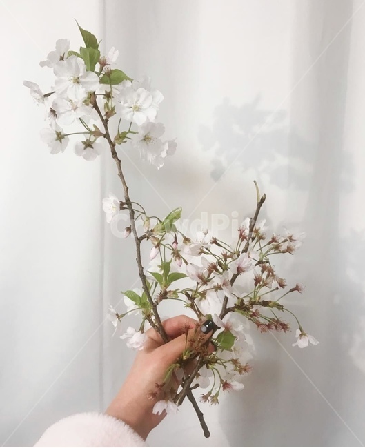 벚꽃,꽃,봄,계절,나무