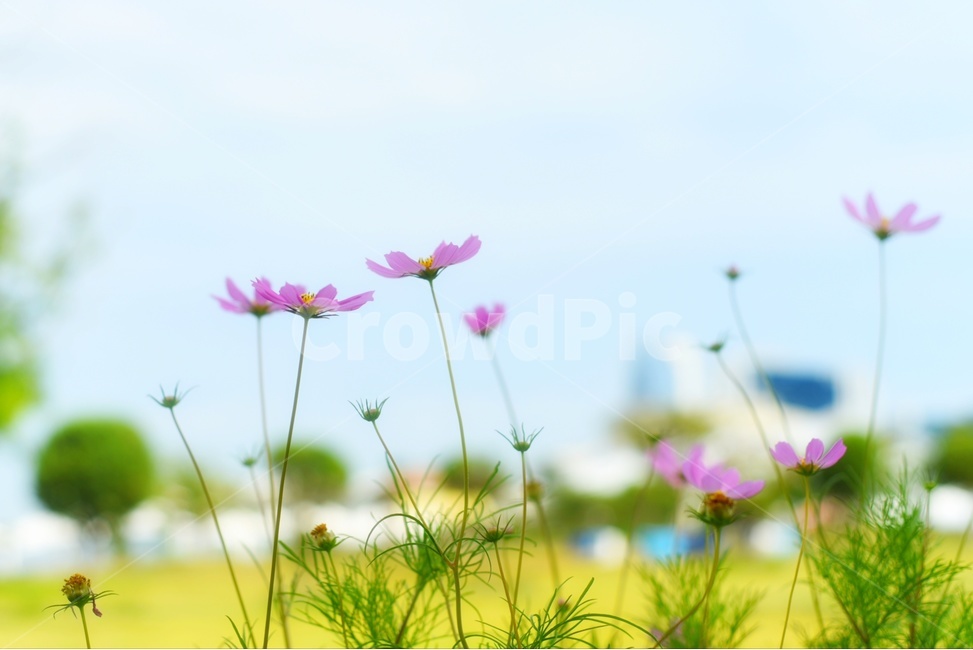 코스모스,풍경,자연,자연사진,풀,봄,여름,감성,감성사진,식물,자연,plants,nature,꽃,flower