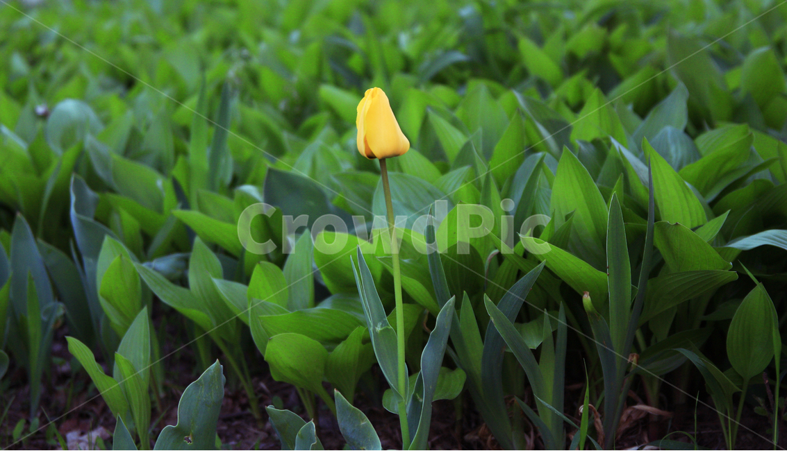 꽃,봄,푸른,힐링,서울숲,식물,자연,plants,nature,꽃,flower