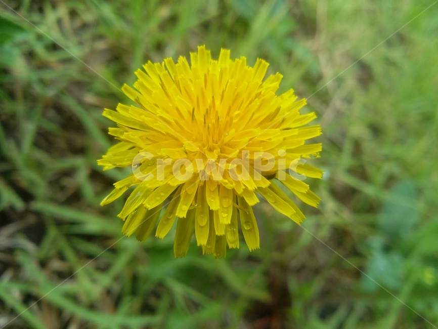 꽃,식물,flower,plant,자연,식물,자연,plants,nature