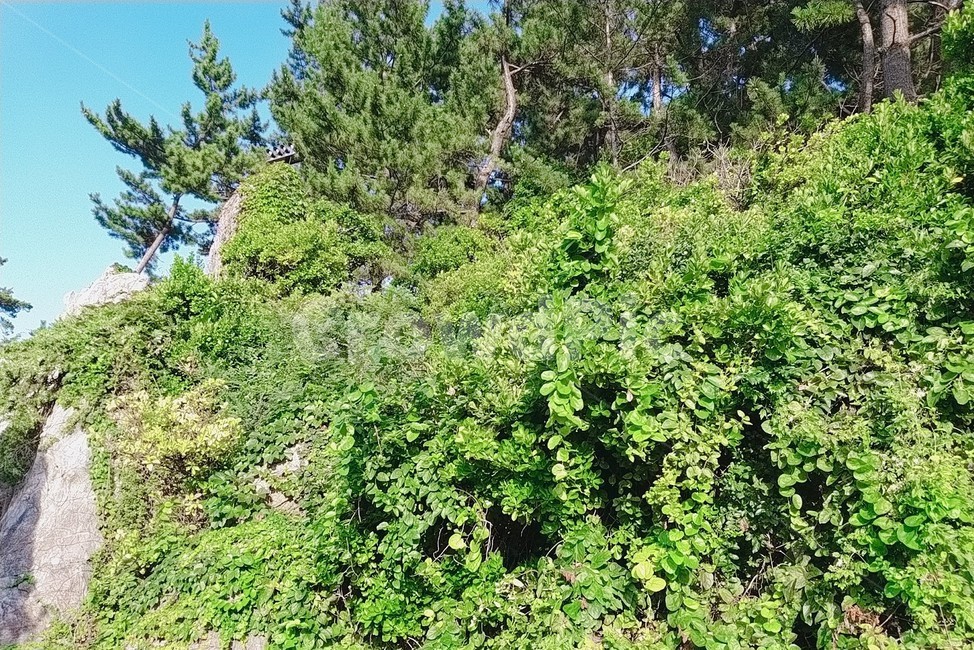 하늘,바위,풀,담쟁이덩쿨,초록색,파란색,나무,tree,sky,암벽,nature