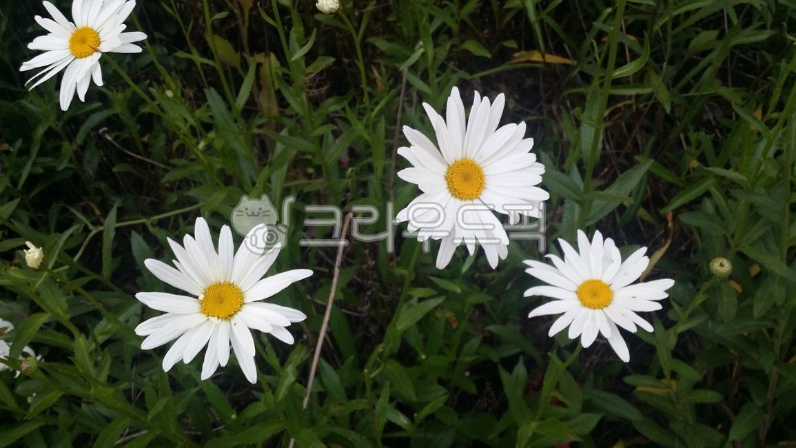 캐모마일,국화,꽃,허브,식물,약용식물,chamomile,카모마일,향신료,천연,plant,flower,카밀레,카모밀,카밀러