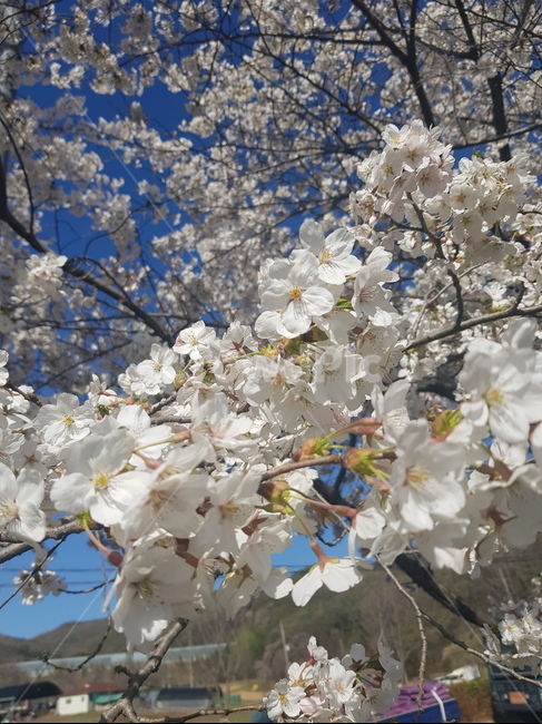 벚꽃,꽃,식물,flower,나무,blossom,봄