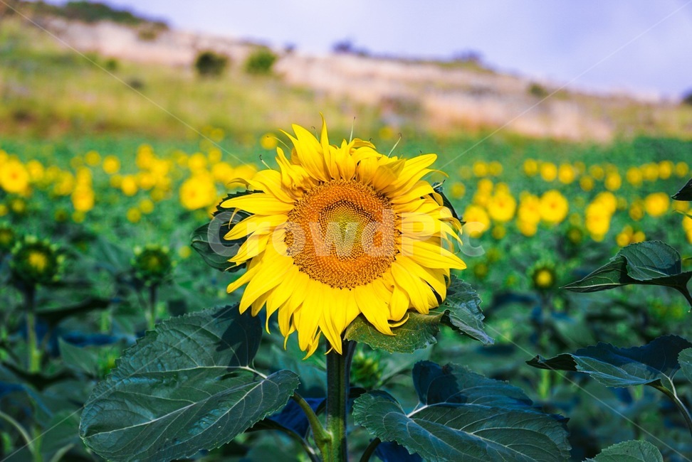 해바라기,꽃,초원,스페인,달력,해바라기밭,여름,여름,계절,summer,season,식물,자연,plants,nature,꽃,flower,plant,blossom