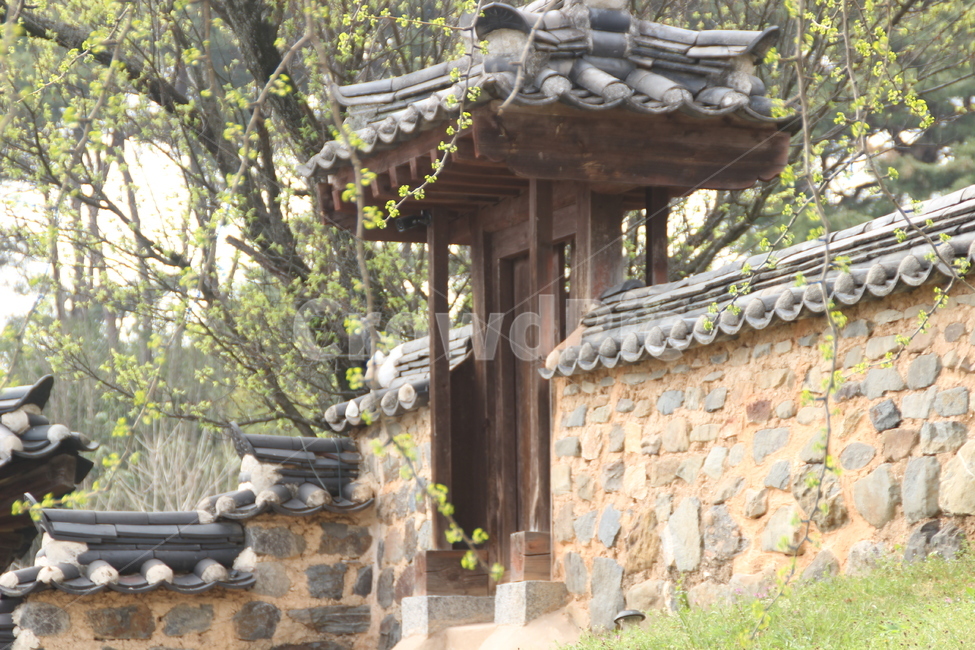 목조건물,문,돌담,담장,은행나무,은행잎,봄,새잎,새순,woodenbuilging,gate,stonewall,ginkotree,newleaf,bud,shoot,한국전통,한국문화,korean traditional,korean culture,건축물,건물외관,exterior,building,structure,architecture,construction