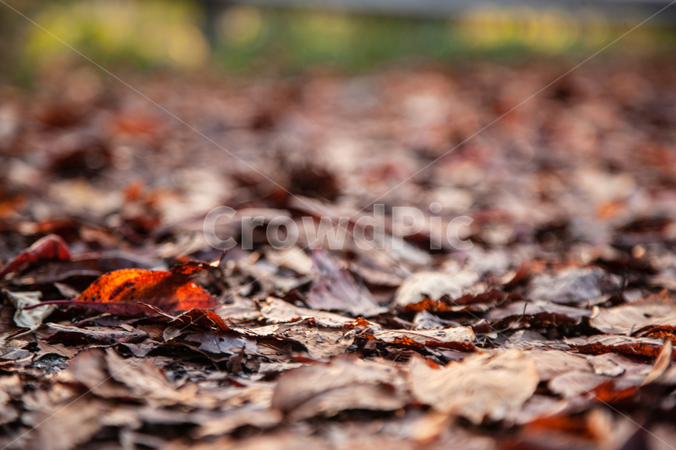 가을,단풍,단풍나무,단풍잎,나무,나뭇잎,가을,계절,fall,autumn,season,leaf,잎,plant,식물,ground,바닥