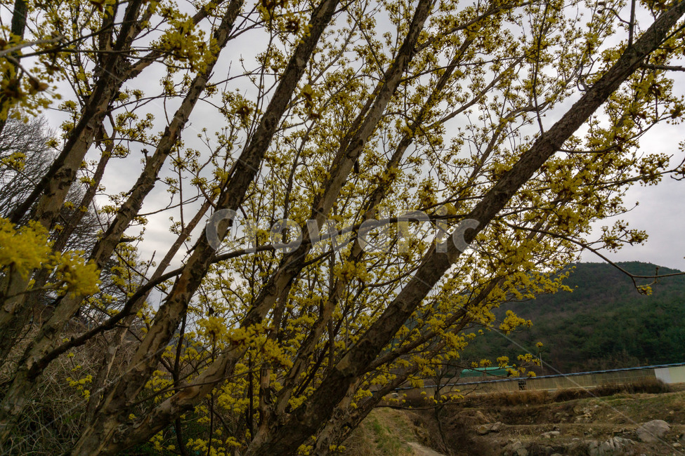 산수유,산수유꽃,산수유나무,노랑,풍경,꽃,봄,식물,자연,plants,nature,꽃,flower